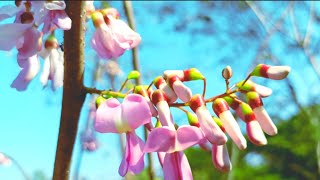 निसर्गाला चमक देणारे सुंदर गिरीपुष्प फुलA beautiful flower that brightens nature Gliricidia sepium [upl. by Arihk]