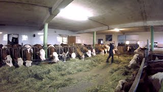 Feeding the Cows  Barn Work on a Small Dairy Farm [upl. by Evod291]