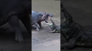 Who will win Hippo vs Crocodile  hippo crocodile shorts [upl. by Gustafson]