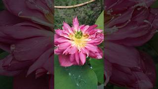 watergarden lotus gardening trending trendingsong viralshorts reels viralsong yt ytshorts [upl. by Onra15]