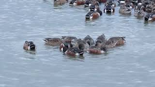 Northern Shoveler [upl. by Kcired]