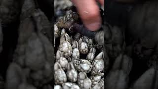 Why Gooseneck Barnacles Are 7 Times More Expensive Than Lobster [upl. by Elocan]