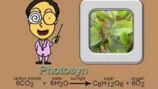 Photosynthesis song new and complete version [upl. by Cleodal]