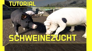 LS 19 Schweine Tutorial Kurz leicht und verständlich erklärt [upl. by Ative]