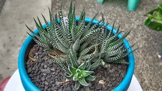 Repotting our Haworthiopsis Attenuata Zebra Haworthia [upl. by Prudi]