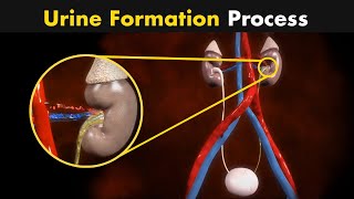 Process of Urine Formation  Nephron Function 3D Animation [upl. by Thorman]