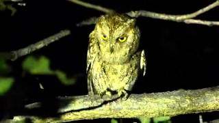 Scops owl [upl. by Anirazc]