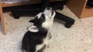 Husky puppy howling [upl. by Silado448]