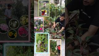 Free Indoor plants  Aglonema  फ्री में लगाए इंडोर पौधे 🌿 shorts viral indoorplants freeplants [upl. by Sheelah]