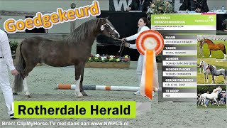 Welsh Mountain Stallion ROTHERDALE HERALD 2014 s Tryfel Triumph d Trefaes Dancing Queen CHK2022 [upl. by Pinto]