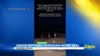 Video shows visitors disturbing Hawaiian Monk Seal in Waikiki [upl. by Simson]