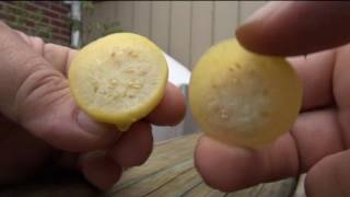 ⟹ Amarylla Tomatillo Taste Test PT1  CHECK IT OUT  TOMATILLO [upl. by Nagard175]