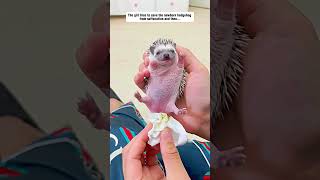 The girl tries to save the newborn hedgehog from suffocation hedgehog babyhedgehog short [upl. by Quenna332]