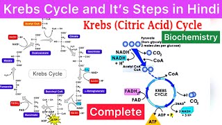 Krebs Cycle  TCA Cycle  Citric Acid Cycle Full Explanation Hindi  Krebs TCA amp Citric Acid Cycle [upl. by Junie305]