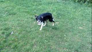 The intense focus of a border collie [upl. by Tristis667]