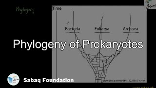 Phylogeny of Prokaryotes Biology Lecture  Sabaqpk [upl. by Twelve225]