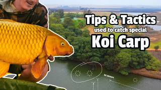 Beautiful Yellow Koi Fish Caught in Bronkhorstspruit  Excellent Spot for Big Carp Fishing [upl. by Fleck546]