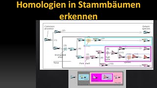 Kladistik Tutorial 3 Homologie und verschachtelte Hierarchie [upl. by Suilenrac]