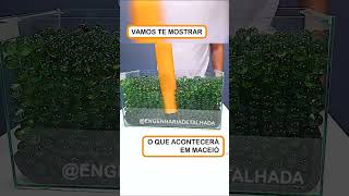 O que vai acontecer em MACEIÓ maceio maceió desabamento [upl. by Eduardo]