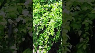 Philadelphus coronariusbeautifulnatureplantsflowersshortsviralyoutubeshortstrendingyoutuber [upl. by Kohler]