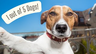 Why Your Dog Has Separation Anxiety And How to Fix It [upl. by Decca]