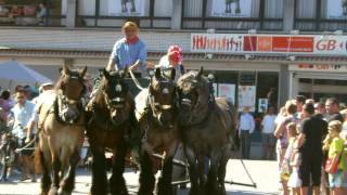 cortege of 80 Belgian draft horses [upl. by Nemrac847]