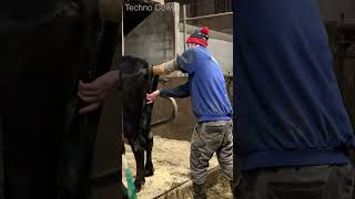 How Cows Are Inseminated on the Farm cow farming dairy farmlife veterinary amazing howto [upl. by Arimlede28]