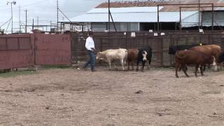 Ron Gill  Stockmanship  Demonstration of Working Cattle on Foot [upl. by Lrub222]