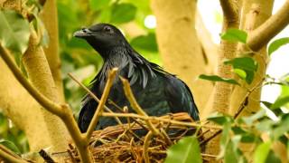 Nicobar Pigeon Caloenas nicobarica  Kragentaube Mähnentaube Nikobarentaube oder Nikobartaube [upl. by Droffig]