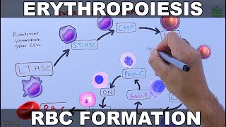 Erythropoiesis  RBCs Formation Process [upl. by Hayidah]