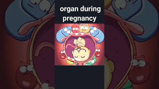 organs during pregnancy animated video [upl. by Yvehc275]