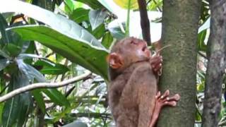 Tarsier Monkey Eats Lizard [upl. by Douville789]