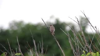 Eastern Olivaceous Warbler Iduna pallida in Bulgaria [upl. by Eekaz662]