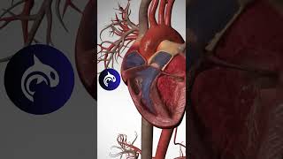 Heart Circulation  3D Animation heart heartbeat [upl. by Casteel465]