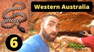 Herping Western Australia We find a MASSIVE Perentie Monitor RARE GECKOS and much more [upl. by Milo]