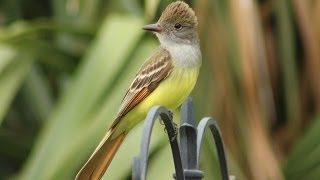 Great Crested Flycatcher Calls  Up Close [upl. by Risa436]