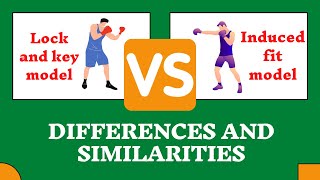 Lock and Key Model VS Induced Fit Model  Differences and Similarites [upl. by Hakym]