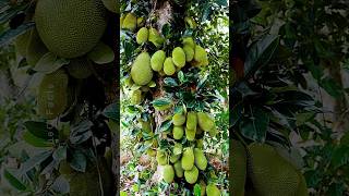 Growing Jackfruit from Cutting 🍐 New Technique of Propagation using Banana Plants farming shorts [upl. by Ecirtac]