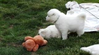 Samoyed puppies playing [upl. by Ayhtin]