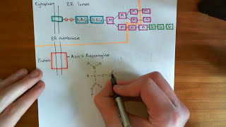 NLinked Glycosylation Part 4 [upl. by Wainwright805]