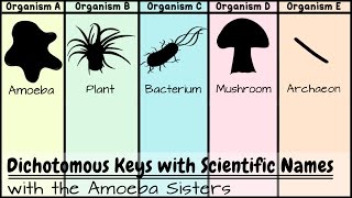 Dichotomous Keys Identification Achievement Unlocked [upl. by Hollington]