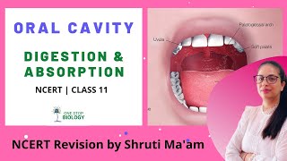 Oral Cavity  Digestion amp Absorption  One Stop Biology  Shruti Maam  Class 11  Chapter 16 [upl. by Nohtanhoj896]