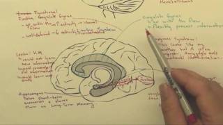 Part 6 Functional Brain Areas [upl. by Annahgiel]