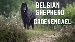 Belgian Shepherd dog The Belgian Groenendael temperament [upl. by Aihsit]