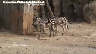 Philadelphia Zoo Zebras Frolicking in Winter [upl. by Rehpretsirhc491]