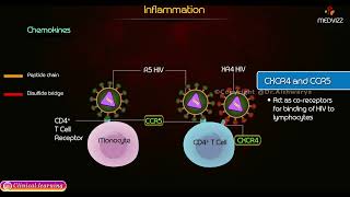 Chemokines Types and Function  Inflammation Pathology [upl. by Utley]