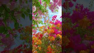 খুব সুন্দর ফুলের বাগান A very beautiful flower garden ফ্লাইওভার flowers shortvideo [upl. by Hearsh752]