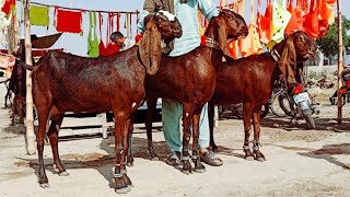 Bakra Mandi sahiwal ki update Betal Top Ki Bancho Wali Bakrian Altaf goat farm [upl. by Anyela]