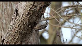 Baumläufer Waldbaumläufer in Zeitlupe treecreeper in slowmotion [upl. by Adnaugal]