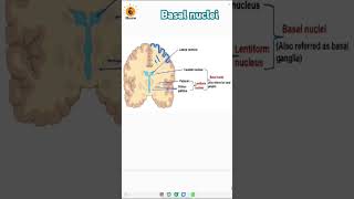 Basal nuclei  Grey matter  Cerebrum  Caudate nucleus  Putamen biologyneet neetbiology [upl. by Demmy996]